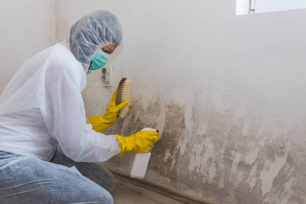 Trusted Staples, CT Mold Removal Experts